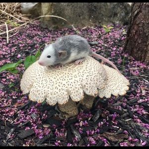 Meet your Posher, Violet